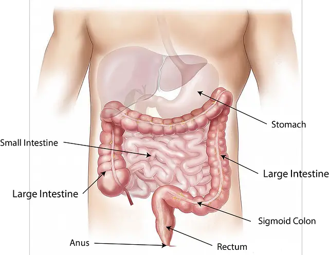 organes situés côté gauche ventre